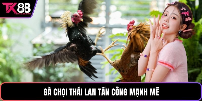 Gà chọi thái lan tấn công mạnh mẽ