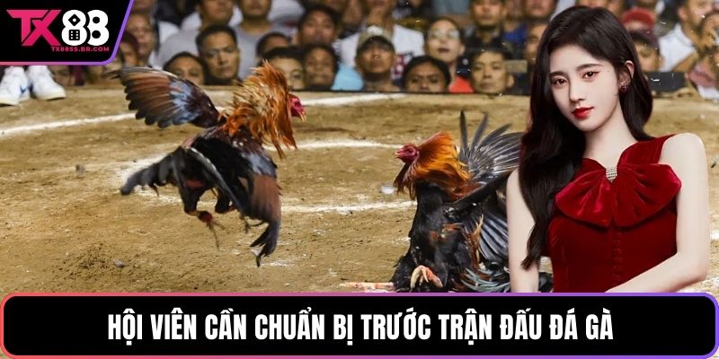 Hội viên cần chuẩn bị trước trận đấu đá gà