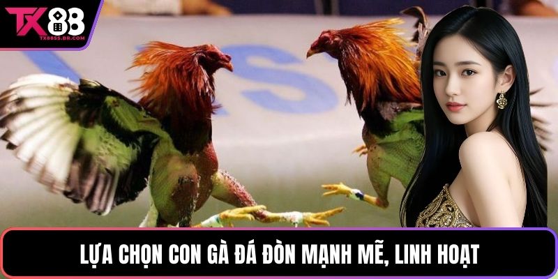 Lựa chọn con gà đá đòn mạnh mẽ, linh hoạt
