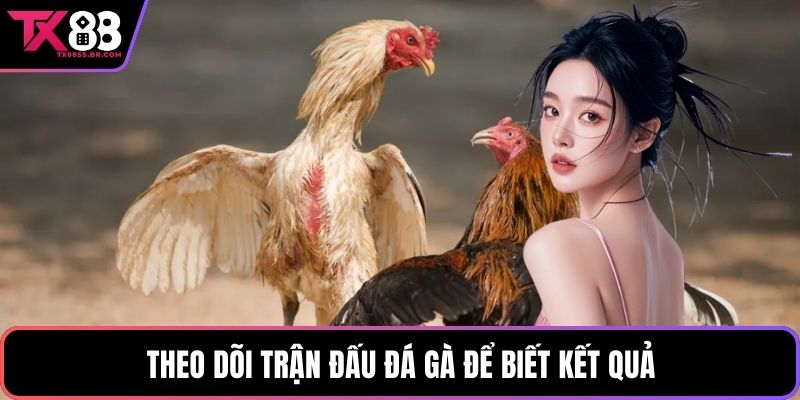 Theo dõi trận đấu đá gà để biết kết quả